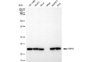 anti-Peripheral-Type Benzodiazepine Receptor (TSPO) antibody
