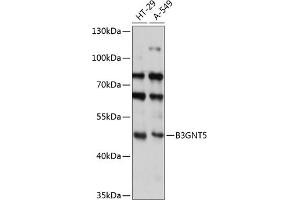 Western blot analysis of extracts of various cell lines, using B3GNT5 antibody (ABIN7271205) at 1:3000 dilution. (B3GNT5 antibody  (AA 36-378))
