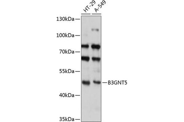 B3GNT5 anticorps  (AA 36-378)