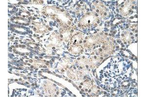 Image no. 1 for anti-Pre-mRNA Processing Factor 19 (PRPF19) (AA 151-200) antibody (ABIN203527) (PRP19 antibody  (AA 151-200))