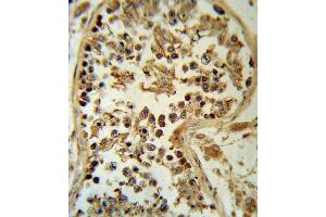 SMYD3 Antibody (N-term) (ABIN391518 and ABIN2841479) IHC analysis in formalin fixed and paraffin embedded human testis tissue followed by peroxidase conjugation of the secondary antibody and DAB staining. (SMYD3 antibody  (N-Term))