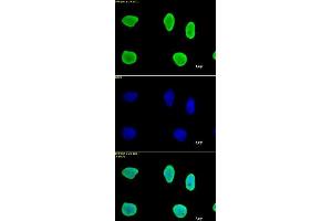 Histone H3 antibody (mAb) tested by immunofluorescence.