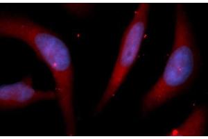 Immunofluorescence (IF) image for anti-Peptidylprolyl Isomerase D (PPID) (AA 1-370) antibody (APC) (ABIN5566836)