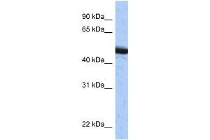 Western Blotting (WB) image for anti-Speckle-Type POZ Protein (SPOP-B) antibody (ABIN2459398) (SPOP-B antibody)