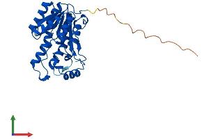 AlphaFold protein structure predicition of Mouse Recombinant Dhrs4 Protein, UniprotID Q99LB2