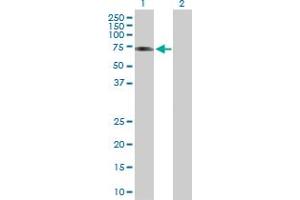 Western Blot analysis of ICA1L expression in transfected 293T cell line by ICA1L MaxPab polyclonal antibody. (ICA1L antibody  (AA 1-482))