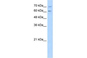 Western Blotting (WB) image for anti-phosphodiesterase 9A (PDE9A) antibody (ABIN2462897) (PDE9A antibody)