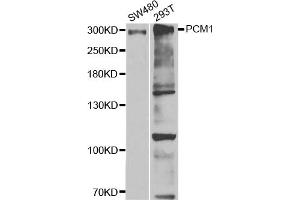 Western blot analysis of extracts of various cell lines, using PCM1 antibody (ABIN5973331) at 1/1000 dilution. (PCM1 antibody)