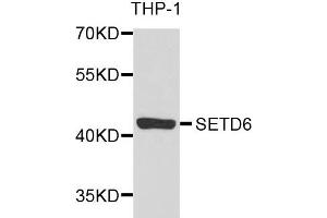 Western blot analysis of extracts of THP-1 cells, using SETD6 antibody.
