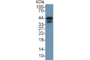 Western Blot; Sample: Rat Heart lysate; Primary Ab: 1µg/ml Rabbit Anti-Rat TNNT2 Antibody Second Ab: 0. (Cardiac Troponin T2 antibody  (AA 1-289))