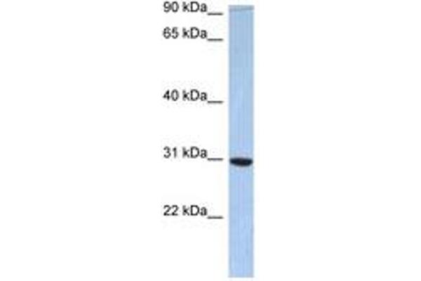 PDZD9 antibody  (AA 73-122)