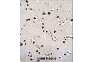 LRRC46 Antibody (N-term) (ABIN655306 and ABIN2844888) immunohistochemistry analysis in formalin fixed and paraffin embedded human brain tissue followed by peroxidase conjugation of the secondary antibody and DAB staining. (LRRC46 antibody  (N-Term))