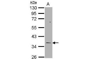 WB Image Sample (30 ug of whole cell lysate) A: H1299 10% SDS PAGE antibody diluted at 1:1000 (TYMS antibody)