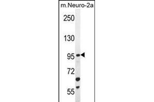 C4orf21 Antibody (N-term) (ABIN655214 and ABIN2850480) western blot analysis in mouse Neuro-2a cell line lysates (35 μg/lane). (ZGRF1 antibody  (N-Term))