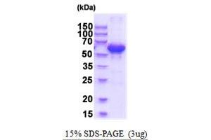 SDS-PAGE (SDS) image for Sulfite Oxidase (SUOX) (AA 80-545) protein (His tag) (ABIN5777866)