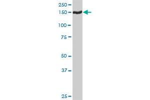 TMEM1 MaxPab rabbit polyclonal antibody. (TRAPPC10 antibody  (AA 1-1259))