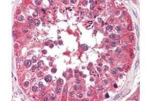 Immunohistochemical analysis of paraffin-embedded human testis tissues using BRAF mouse mAb. (BRAF antibody)