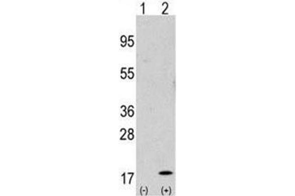 GABARAP 抗体  (AA 1-30)