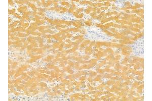anti-Olfactory Receptor, Family 4, Subfamily A, Member 15 (OR4A15) (C-Term) antibody