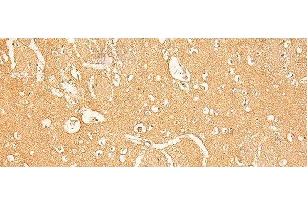RNASE4 antibody