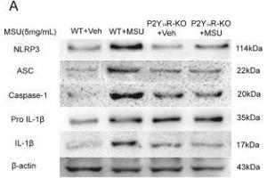 NLRP3 inflammasome activation was involved in P2Y14R deficiency. (Caspase 1 p20 antibody  (AA 181-280))