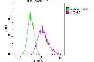 Overlay histogram showing Jurkat cells stained with ABIN7127580 (red line) at 1:50. (Recombinant IRAK4 antibody)