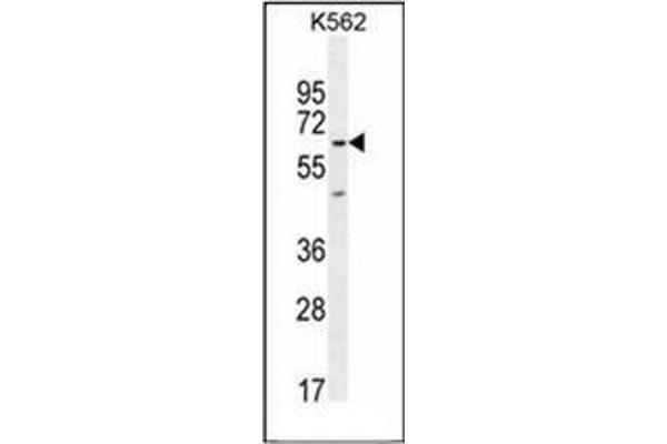 KBTBD5 Antikörper  (Middle Region)