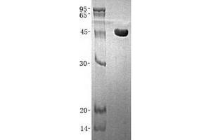 Validation with Western Blot (Annexin VII Protein (Transcript Variant 1) (His tag))