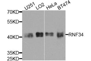 Western blot analysis of extracts of various cell lines, using RNF34 antibody. (RNF34 antibody  (AA 1-220))