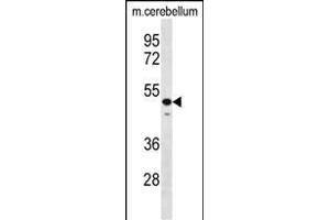 STBP Antibody (C-term) (ABIN656627 and ABIN2845873) western blot analysis in mouse cerebellum tissue lysates (35 μg/lane). (STAMBP antibody  (C-Term))