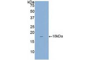 Detection of Recombinant REG3g, Mouse using Polyclonal Antibody to Regenerating Islet Derived Protein 3 Gamma (REG3g) (REG3g antibody  (AA 45-152))