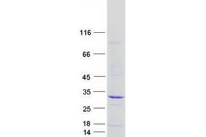 Validation with Western Blot (FAAP24 Protein (Myc-DYKDDDDK Tag))