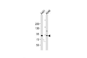 Western Blot at 1:2000 dilution Lane 1: A431 whole cell lysates Lane 2: A549 whole cell lysates Lysates/proteins at 20 ug per lane. (DNMT3B antibody  (AA 389-417))
