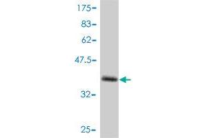 Western Blot detection against Immunogen (37. (SESN1 antibody  (AA 271-370))