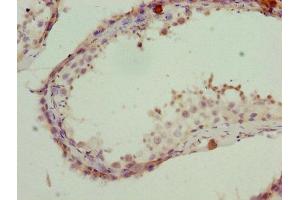 Immunohistochemistry of paraffin-embedded human testis tissue using ABIN7142198 at dilution of 1:100 (PSMD1 antibody  (Regulatory Subunit 10))