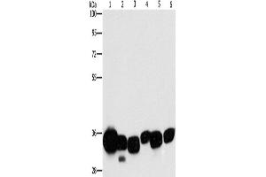 Western Blotting (WB) image for anti-Carbonyl Reductase 1 (CBR1) antibody (ABIN2429509) (CBR1 antibody)