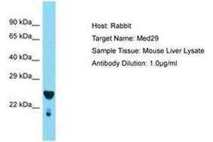 Image no. 1 for anti-Mediator Complex Subunit 29 (MED29) (AA 98-147) antibody (ABIN6749907)