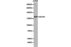 Western Blotting (WB) image for anti-Dynactin 1 (DCTN1) antibody (ABIN1872213) (Dynactin 1 antibody)