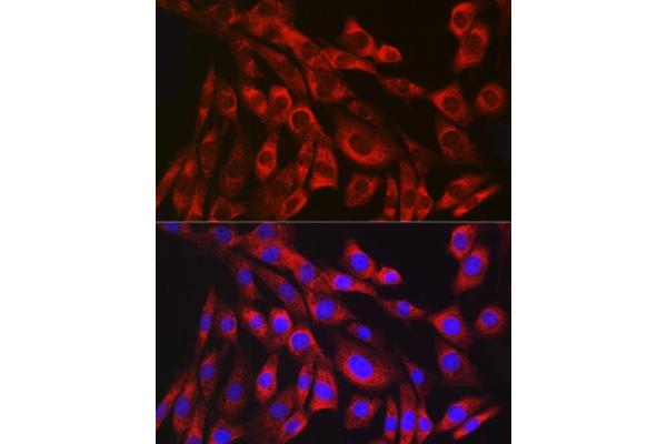 COL3 antibody