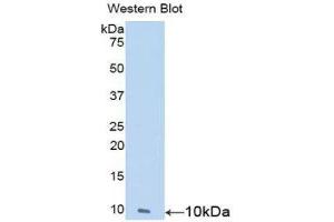 Western Blotting (WB) image for anti-Nesfatin-1 (NES1) (AA 25-106) antibody (ABIN1859986) (NUCB2 antibody  (AA 25-106))