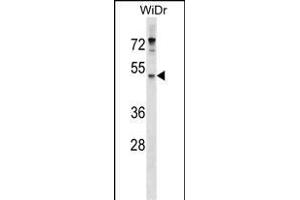EN Antibody (Center) (ABIN1537947 and ABIN2849680) western blot analysis in WiDr cell line lysates (35 μg/lane). (ENPP4 antibody  (AA 171-200))