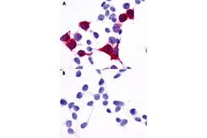 Immunocytochemical staining of HEK293 human embryonic kidney cells transfected (A) and untransfected (B) with GPR137B. (GPR137B antibody  (C-Term))