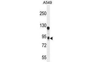 TM168 Antibody (C-term) western blot analysis in A549 cell line lysates (35 µg/lane). (TMEM168 antibody  (C-Term))