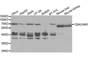 Western blot analysis of extracts of various cell lines, using CEACAM1 antibody. (CEACAM1 antibody  (AA 300-430))