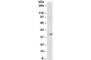 Western blot testing of human cerebellum lysate with NeuroD4 antibody at 1ug/ml. (NEUROD4 antibody)