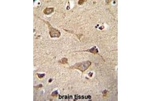 KSR2 Antibody (C-term) immunohistochemistry analysis in formalin fixed and paraffin embedded human brain tissue followed by peroxidase conjugation of the secondary antibody and DAB staining.
