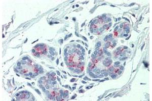 Immunohistochemistry (Formalin/PFA-fixed paraffin-embedded sections) of human breast tissue with ITGA6 polyclonal antibody . (ITGA6 antibody  (Internal Region))