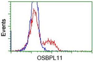 HEK293T cells transfected with either RC209418 overexpress plasmid (Red) or empty vector control plasmid (Blue) were immunostained by anti-OSBPL11 antibody (ABIN2453404), and then analyzed by flow cytometry. (OSBPL11 antibody)
