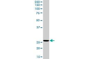 RNH1 MaxPab rabbit polyclonal antibody. (RNH1 antibody  (AA 1-461))