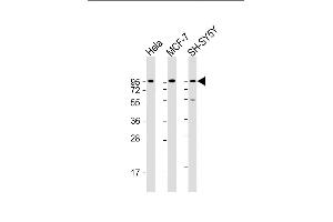 Dystroglycan antibody  (C-Term)